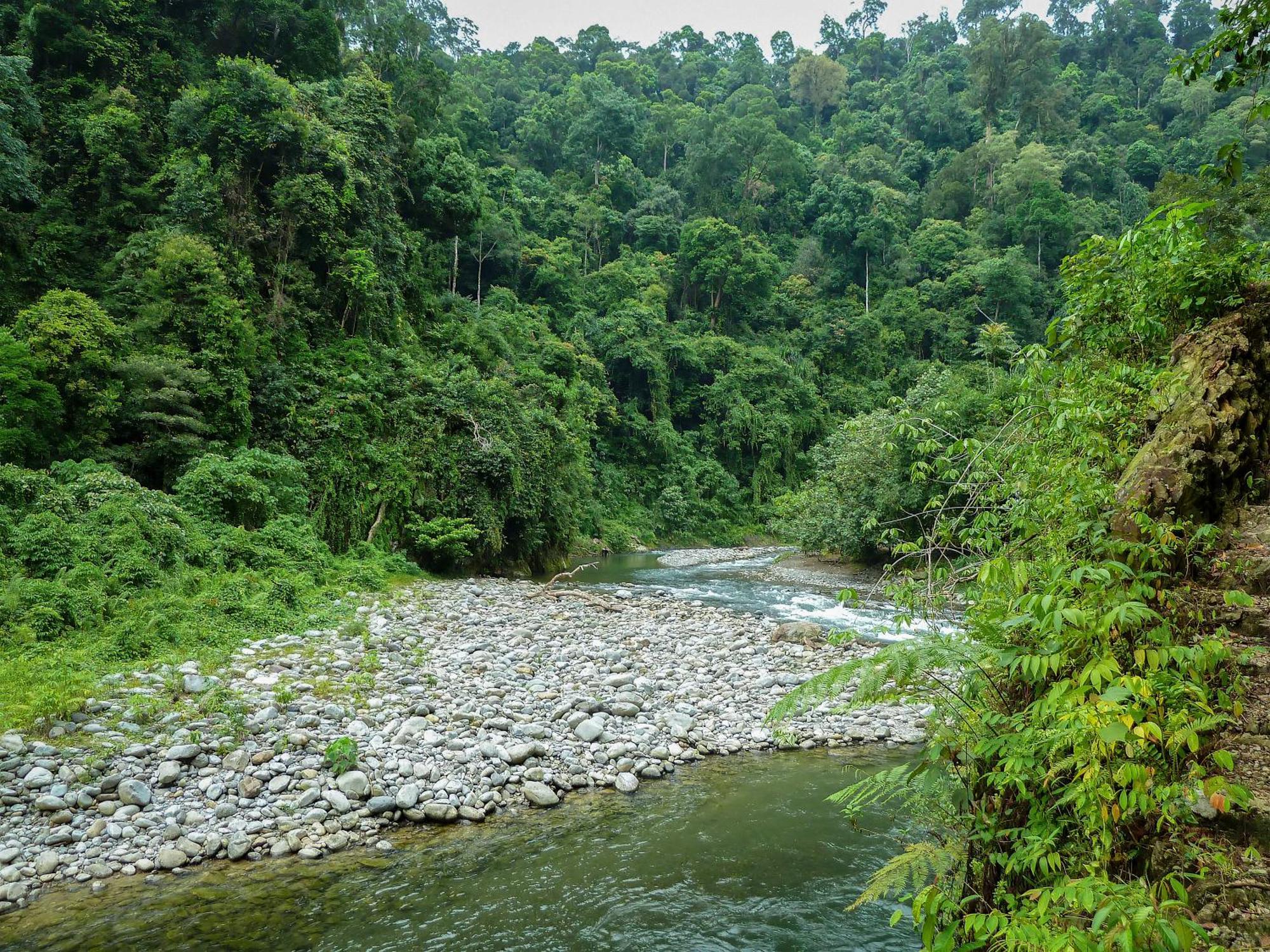 Green Travelodge Bukit Lawang Kültér fotó